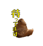 クッキーといつも一緒のスタンプ（個別スタンプ：5）