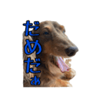 クッキーといつも一緒のスタンプ（個別スタンプ：7）