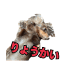 クッキーといつも一緒のスタンプ（個別スタンプ：8）