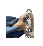 クッキーといつも一緒のスタンプ（個別スタンプ：14）