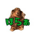 クッキーといつも一緒のスタンプ（個別スタンプ：15）