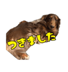 クッキーといつも一緒のスタンプ（個別スタンプ：18）