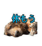 クッキーといつも一緒のスタンプ（個別スタンプ：26）