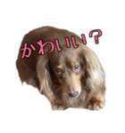 クッキーといつも一緒のスタンプ（個別スタンプ：31）