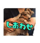 クッキーといつも一緒のスタンプ（個別スタンプ：34）