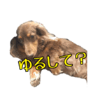 クッキーといつも一緒のスタンプ（個別スタンプ：36）