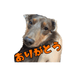クッキーといつも一緒のスタンプ（個別スタンプ：37）