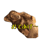 クッキーといつも一緒のスタンプ（個別スタンプ：39）