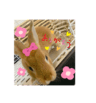 うさぎのみみ♡（個別スタンプ：11）