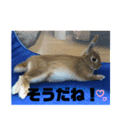 うさぎのみみ♡（個別スタンプ：16）