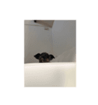 ミニチュアシュナウザー 梅子（個別スタンプ：11）