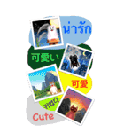 猫1匹、犬3匹、5ヶ国語（個別スタンプ：17）