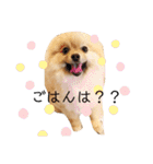 ポメラニアンおむぎ（個別スタンプ：9）