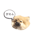 ポメラニアンおむぎ（個別スタンプ：21）