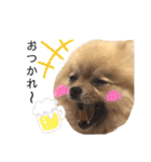 ポメラニアンおむぎ（個別スタンプ：24）