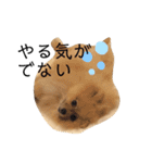 ポメラニアンおむぎ（個別スタンプ：30）