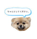 ポメラニアンおむぎ（個別スタンプ：34）