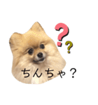 ポメラニアンおむぎ（個別スタンプ：38）