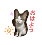 西島家のみぃ子（個別スタンプ：1）