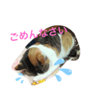西島家のみぃ子（個別スタンプ：3）