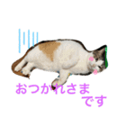 西島家のみぃ子（個別スタンプ：4）