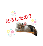 西島家のみぃ子（個別スタンプ：5）