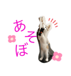 西島家のみぃ子（個別スタンプ：6）