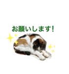 西島家のみぃ子（個別スタンプ：10）