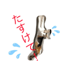 西島家のみぃ子（個別スタンプ：12）