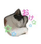 西島家のみぃ子（個別スタンプ：14）