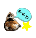 西島家のみぃ子（個別スタンプ：16）