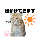 ウチの保護にゃんこ∩(^ΦωΦ^)∩（個別スタンプ：1）