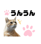 ウチの保護にゃんこ∩(^ΦωΦ^)∩（個別スタンプ：2）
