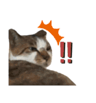 ウチの保護にゃんこ∩(^ΦωΦ^)∩（個別スタンプ：3）