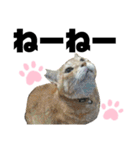 ウチの保護にゃんこ∩(^ΦωΦ^)∩（個別スタンプ：4）