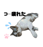 ウチの保護にゃんこ∩(^ΦωΦ^)∩（個別スタンプ：5）