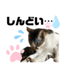 ウチの保護にゃんこ∩(^ΦωΦ^)∩（個別スタンプ：6）
