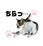 ウチの保護にゃんこ∩(^ΦωΦ^)∩（個別スタンプ：7）