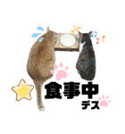 ウチの保護にゃんこ∩(^ΦωΦ^)∩（個別スタンプ：9）