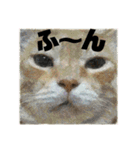 ウチの保護にゃんこ∩(^ΦωΦ^)∩（個別スタンプ：10）