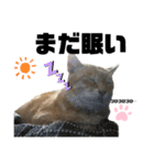 ウチの保護にゃんこ∩(^ΦωΦ^)∩（個別スタンプ：11）
