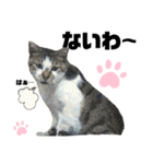 ウチの保護にゃんこ∩(^ΦωΦ^)∩（個別スタンプ：12）