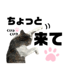 ウチの保護にゃんこ∩(^ΦωΦ^)∩（個別スタンプ：13）