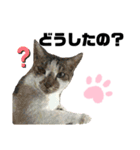 ウチの保護にゃんこ∩(^ΦωΦ^)∩（個別スタンプ：14）