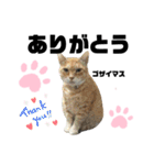 ウチの保護にゃんこ∩(^ΦωΦ^)∩（個別スタンプ：15）