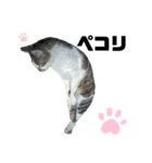 ウチの保護にゃんこ∩(^ΦωΦ^)∩（個別スタンプ：16）