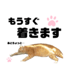 ウチの保護にゃんこ∩(^ΦωΦ^)∩（個別スタンプ：17）