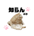 ウチの保護にゃんこ∩(^ΦωΦ^)∩（個別スタンプ：19）
