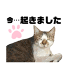 ウチの保護にゃんこ∩(^ΦωΦ^)∩（個別スタンプ：20）