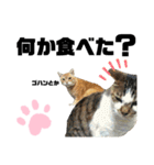 ウチの保護にゃんこ∩(^ΦωΦ^)∩（個別スタンプ：21）